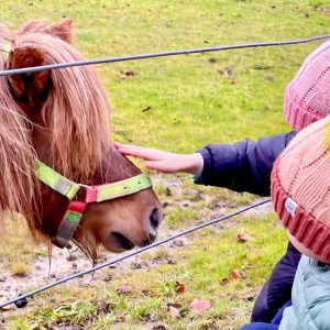 Equine-assisted social skills group